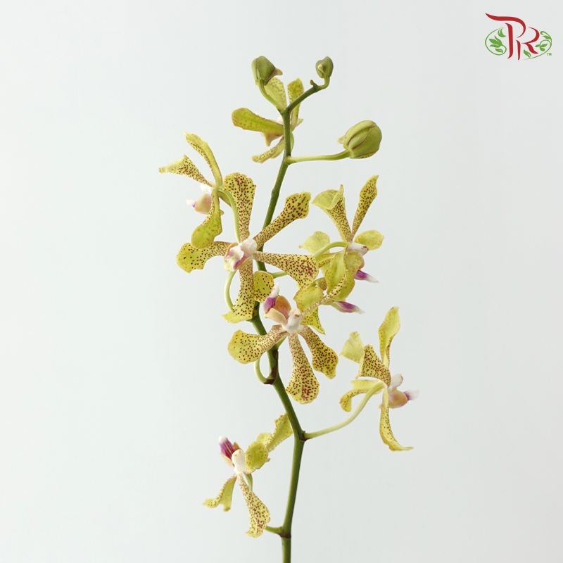 HW Aranda Green Tiger - Green (S) (5 Stems)
