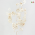 Dry Lunaria Bleached (Per Bunch)