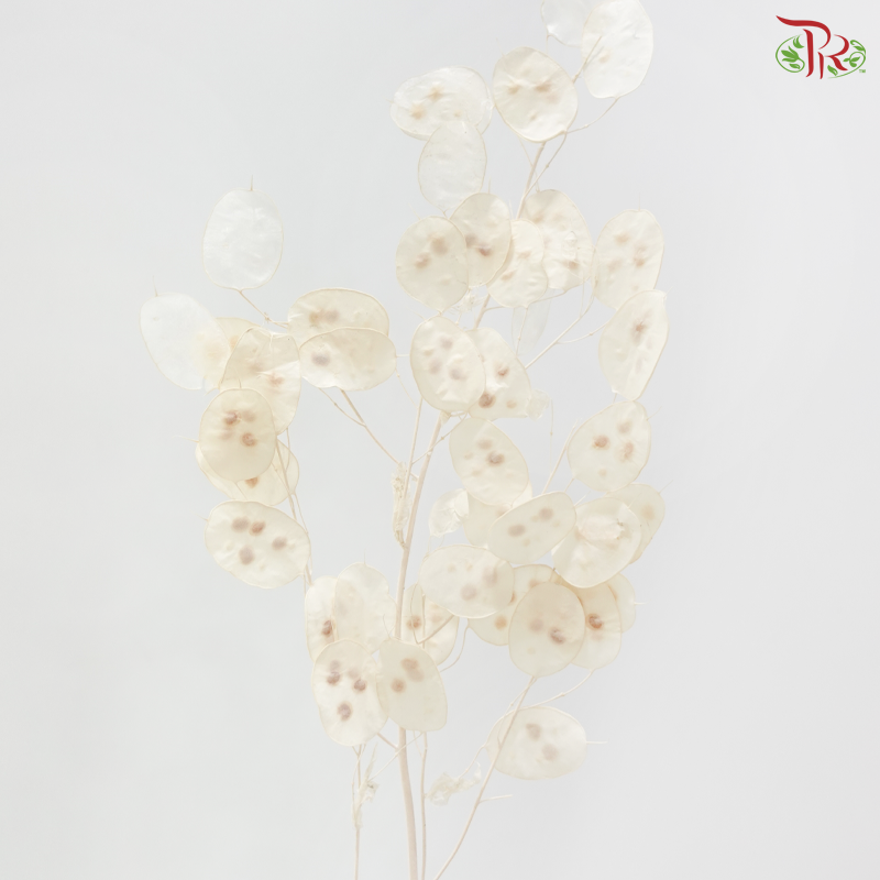 Dry Lunaria Bleached (Per Bunch)