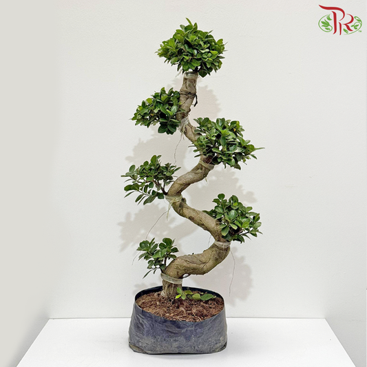 Ficus Microcarpa S - 1MOH《S弯造型榕树》