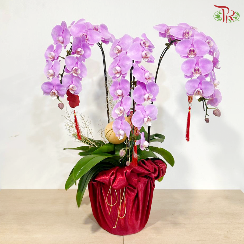 【CNY 2026】 Prosper Orchid Bloom《福禄兰瑞》 (Random Choose Orchid Color)