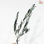 Olive Leaf Preserved - Dyed Dark Green (Per Bunch)