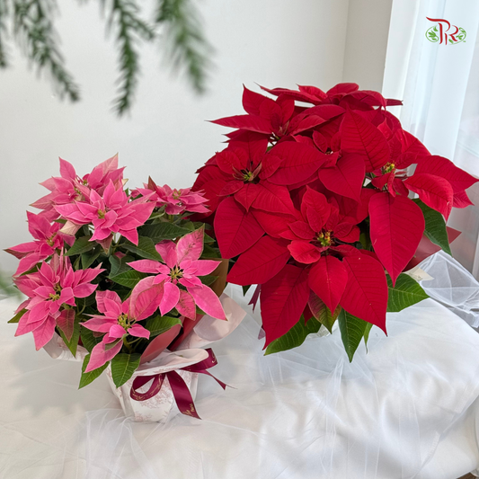 【XMAS 2025】Star & Bloom with Poinsettia 星与花圣诞