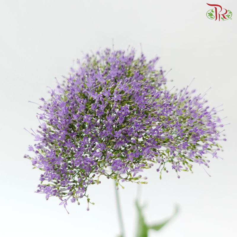 Trachelium - Purple (5 Stems)
