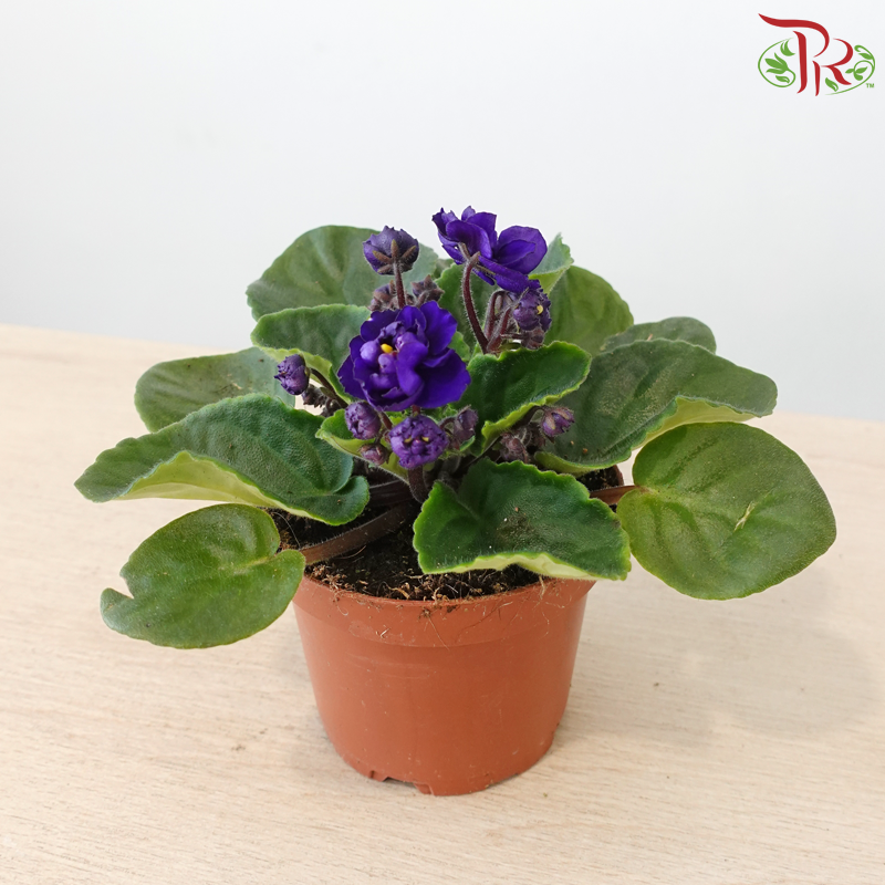 Saintpaulia 105P《紫罗兰》Y05 (Random Choose Colors)