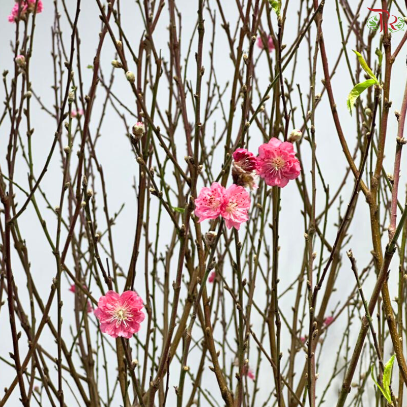 Cherry Blossom - (S & M & L & XL & Jumbo)