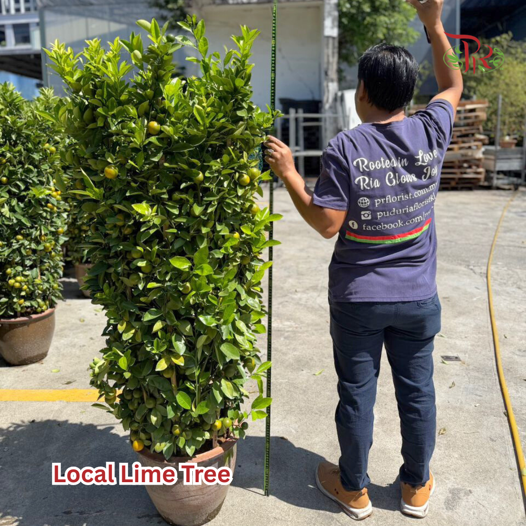 本地桔子树/金桔树 Local Lime Tree/ Kumquat Lime Tree