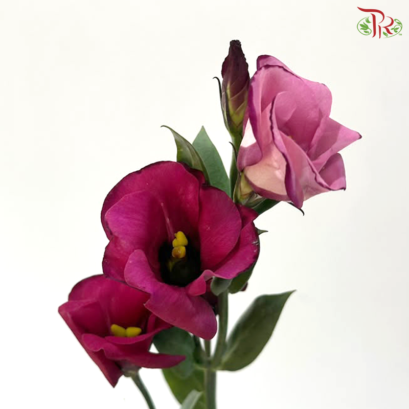 Eustoma - Jade Red 流玉红 (Per Bunch)