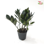 Zamia Raven P90 黑金金钱树