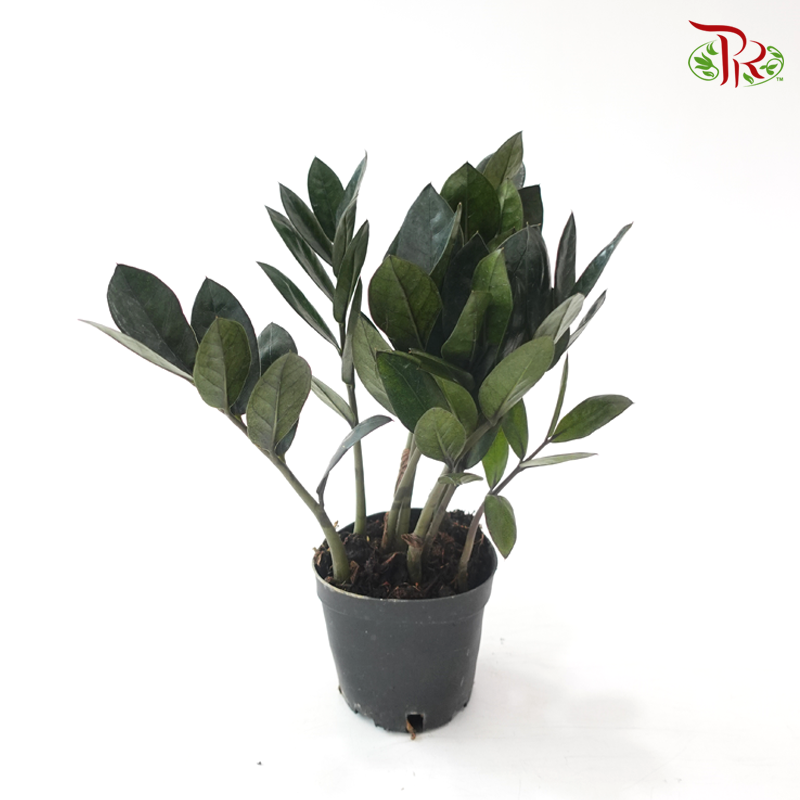Zamia Raven P90 黑金金钱树