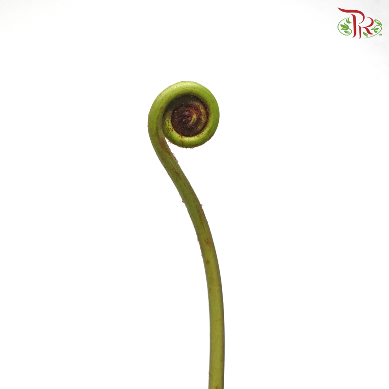 Coil Fern Green (Wild Cat / Fiddle Heaf) (Per Bunch)