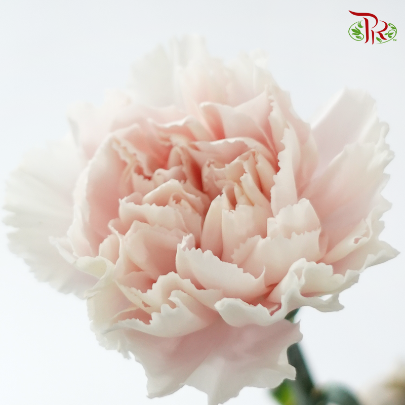 Carnation - Yu You  羽友 (18-20 Stems)