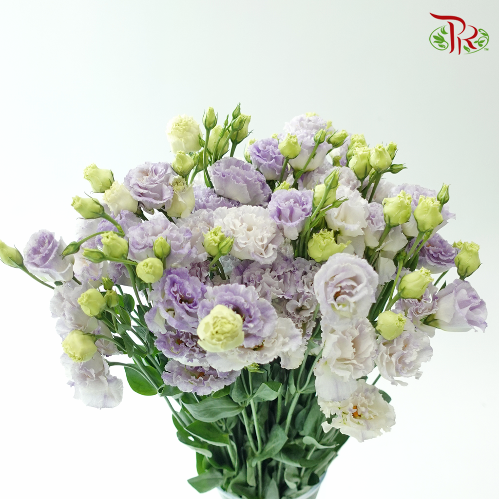 Eustoma - Icy Lilac (Per Bunch)