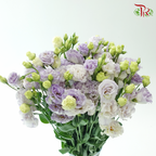 Eustoma - Icy Lilac (Per Bunch)