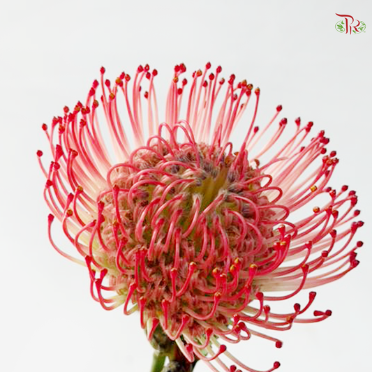 Leucospermum - Coral Red (5 Stems)