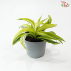 Dracaena  Fragrance Golden Sea 150P《铁树 巴西木》(Random Choose Plant)