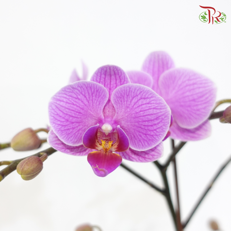 Mini Double Stems Phalaenopsis Orchid - Purple With Purple Lips - M-P (SRM1295) (Without Vase)