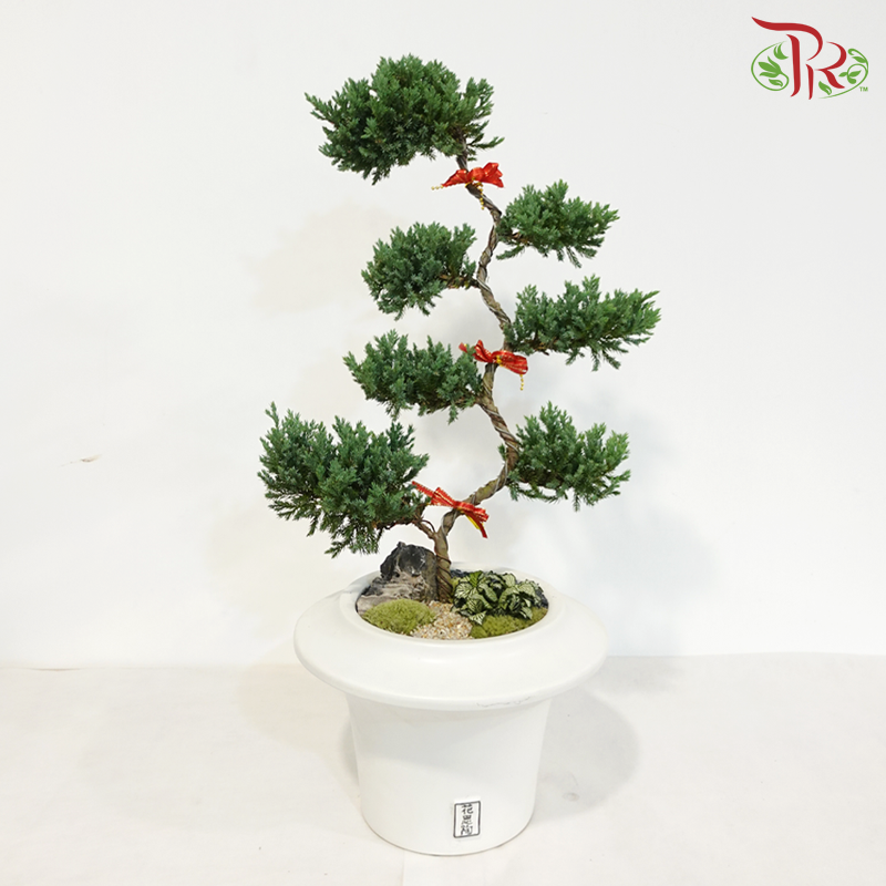 【CNY 2026】Auspicious Juniperus 《柏韵吉祥》