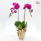 2in1 Orchids Arrangement With Gold Wrapping Cloth (Random Choose Orchid Color, Design & Deco)