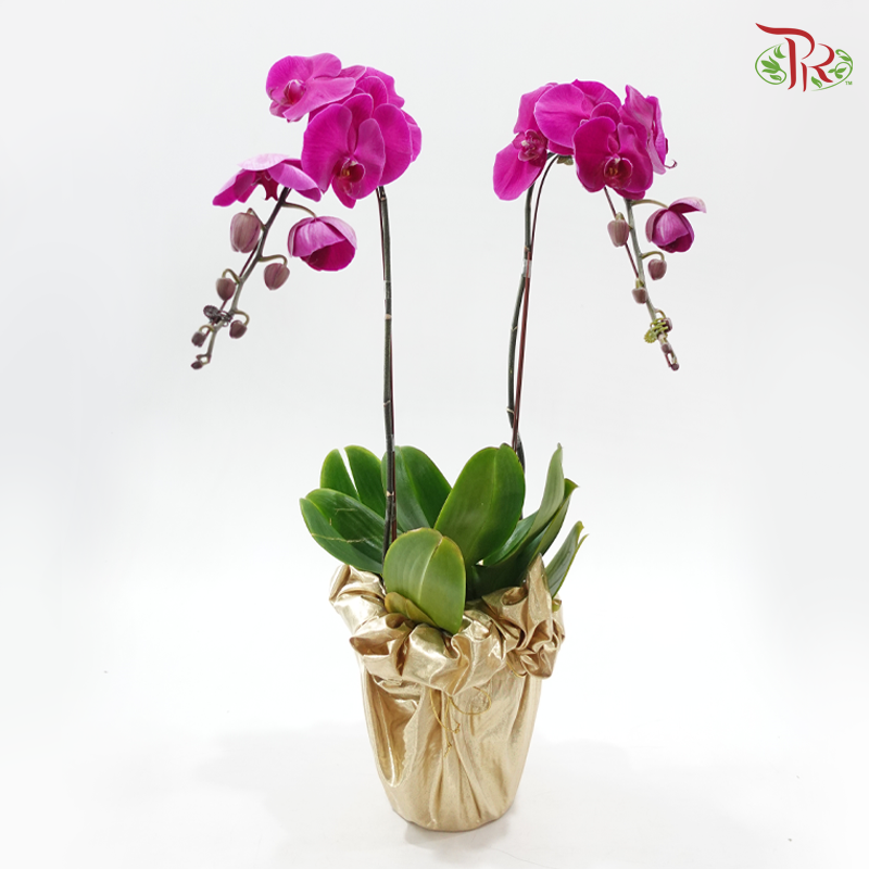 2in1 Orchids Arrangement With Gold Wrapping Cloth (Random Choose Orchid Color, Design & Deco)