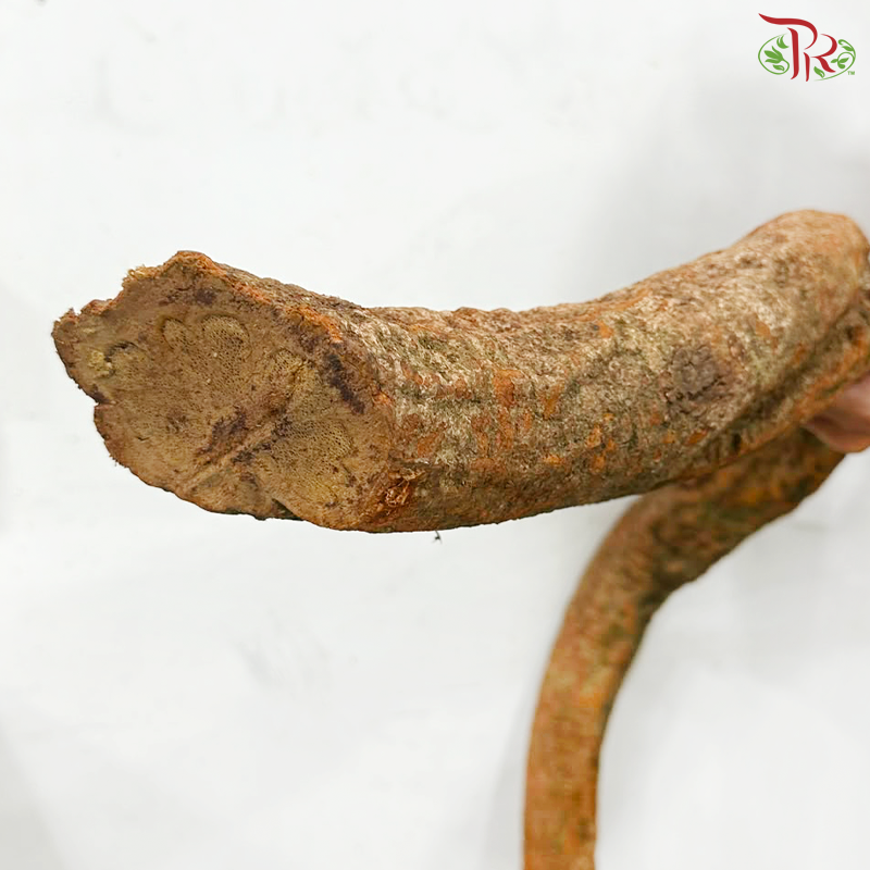 Corylus (4-6FT)  (Per Stem)