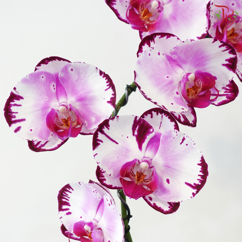 Graceful Aura Orchid Arrangement (Random Choose Orchid Colour) (Pre-Order 3 Days in Advanced)