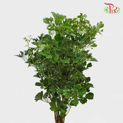 Tea leaf - Round (M) - Pudu Ria Florist