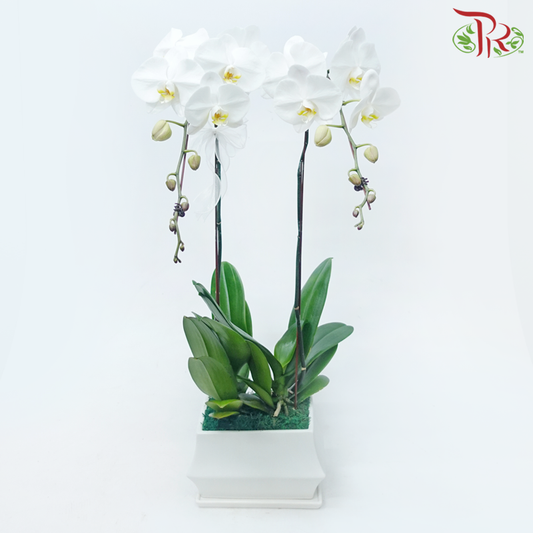 2in1 Orchids Arrangement (With Pot Colour Options) (Random Choose Orchid Colour & Design)-White Colour Pot-Pudu Ria Florist-prflorist.com.my