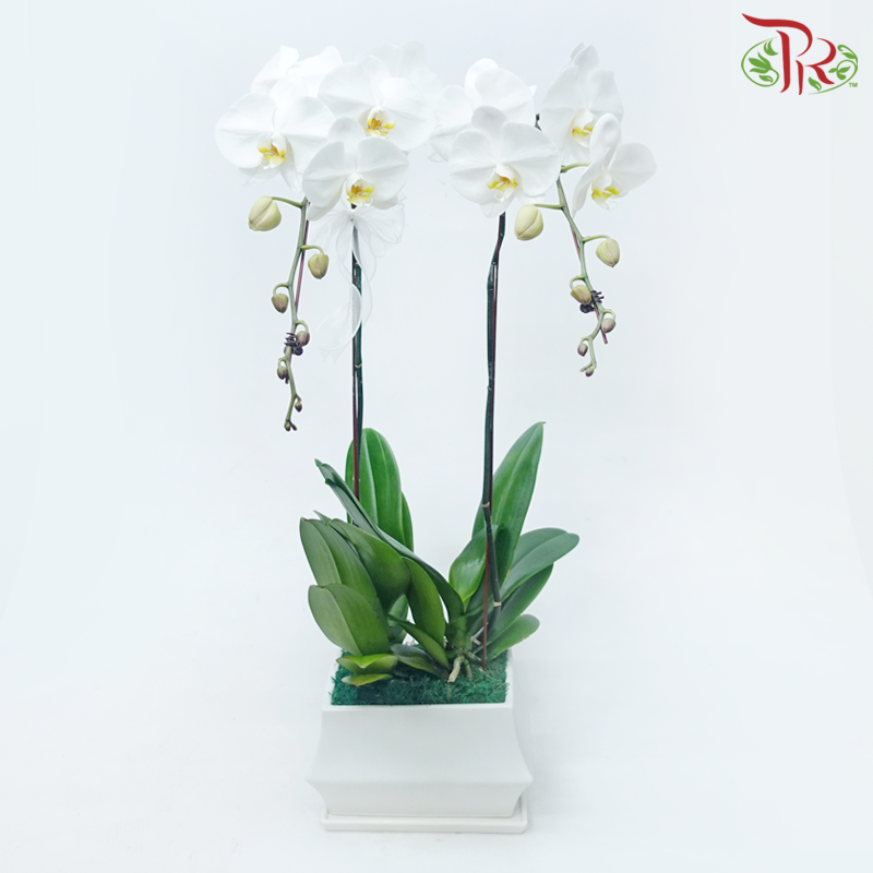 2in1 Premium Orchids Arrangement (With Pot Colour Options) (Random Choose Orchid Colour & Design)-White Colour Pot-Pudu Ria Florist-prflorist.com.my