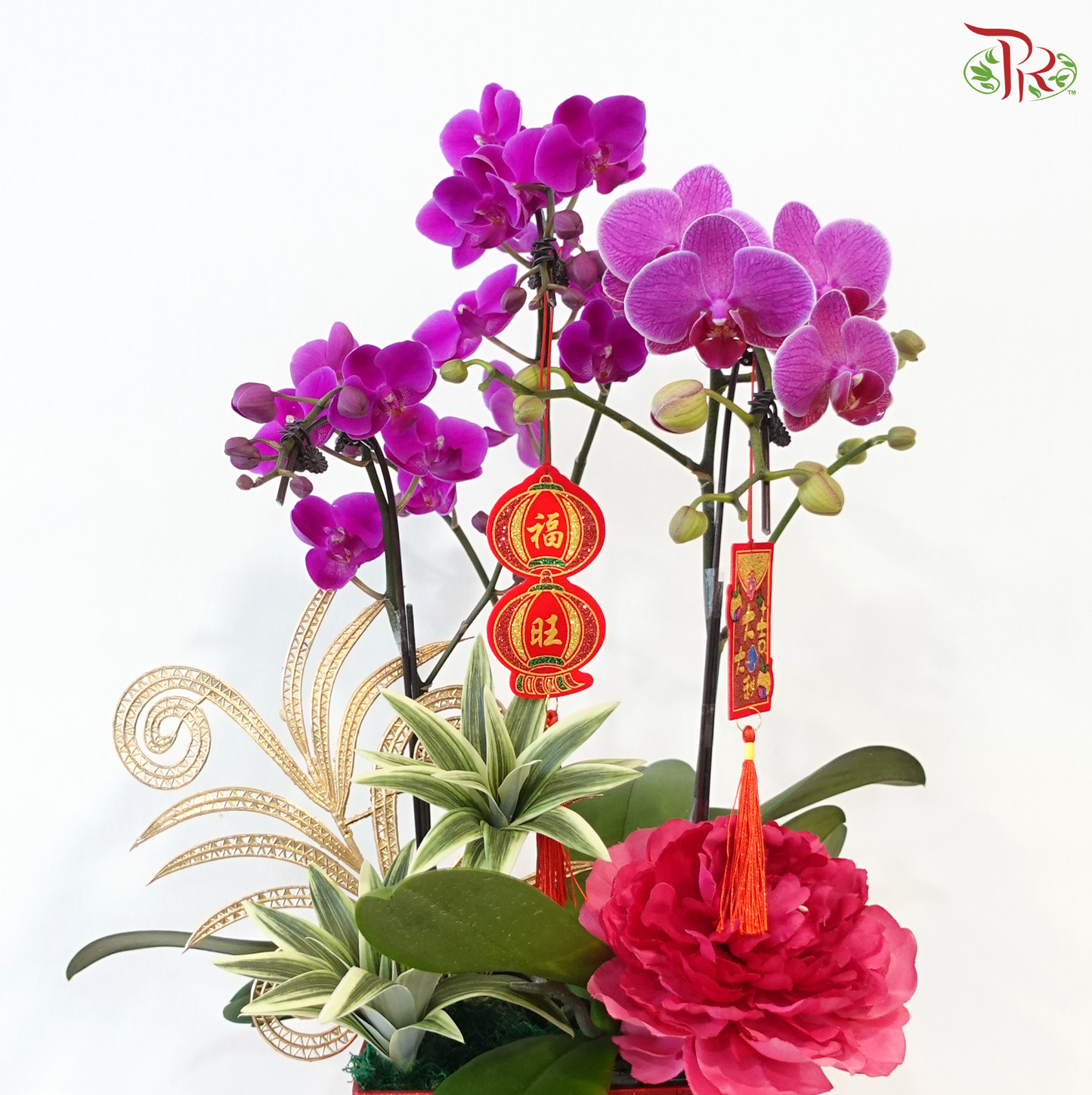 【CNY 2026】Abundant Blessings in Full Bloom《万福兰盛》(Random Choose Orchid Color)
