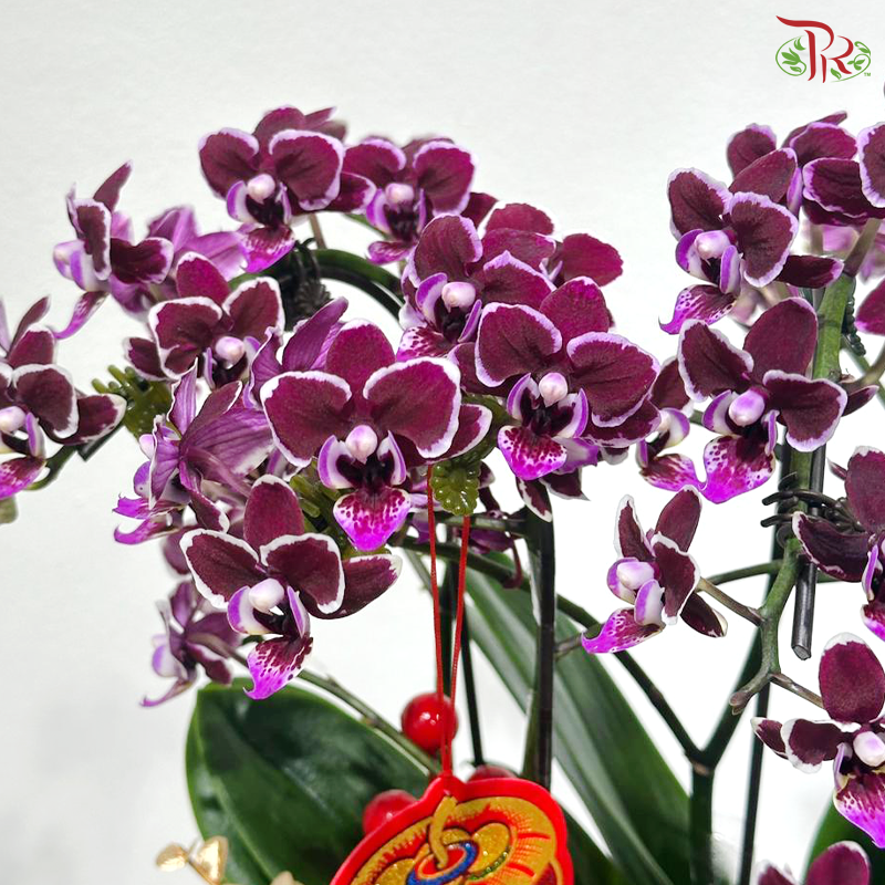 【CNY 2026】Fortune and Prosperity Await - 2in1 MDR Orchid《鸿运银来》(Random Choose Orchid Color)