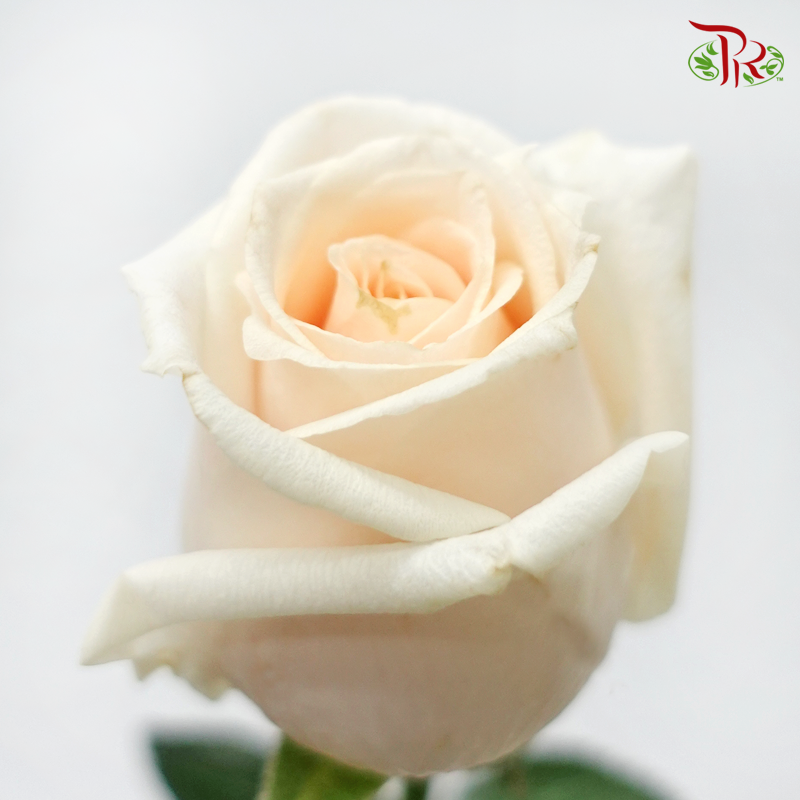 Rose - Ivory Cream (10 Stems)