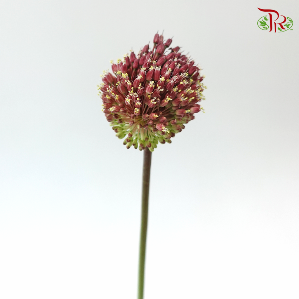 Allium Red Mohican (5 Stems)