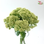 Sedum Green - (Per Bunch)