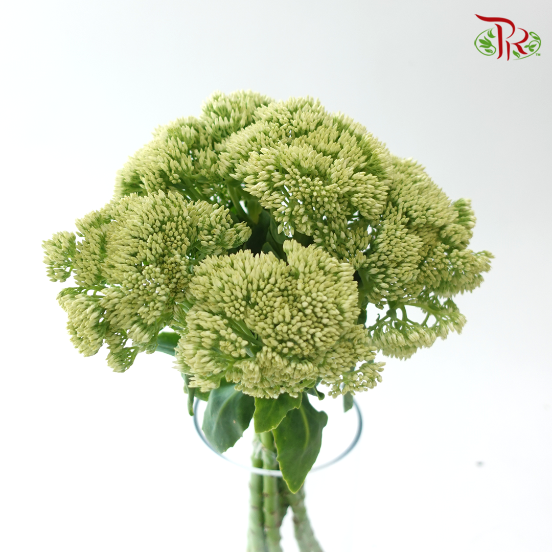 Sedum Green - (Per Bunch)