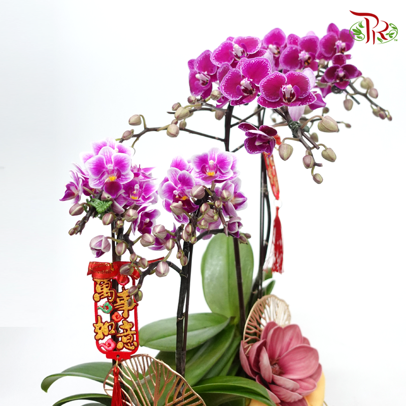 CNY- Mini Phalaenopsis Orchid Wrapped In Gold (Random choose Orchid colour)