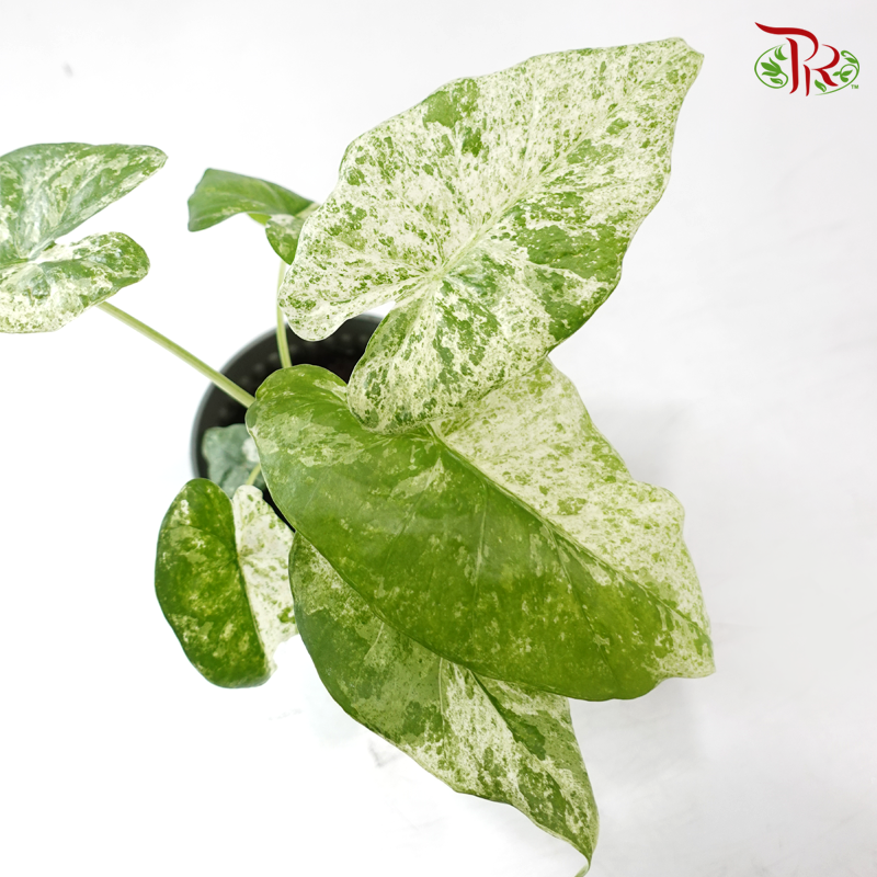 Alocasia Camouflage Variegated P120《斑叶海芋》