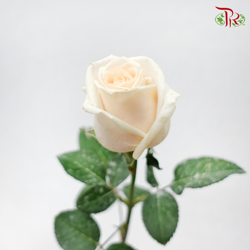 Rose - Ivory Cream (10 Stems)