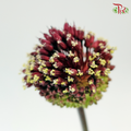 Allium Red Mohican (5 Stems)