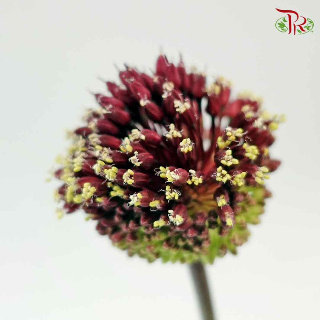 Allium Red Mohican (5 Stems)