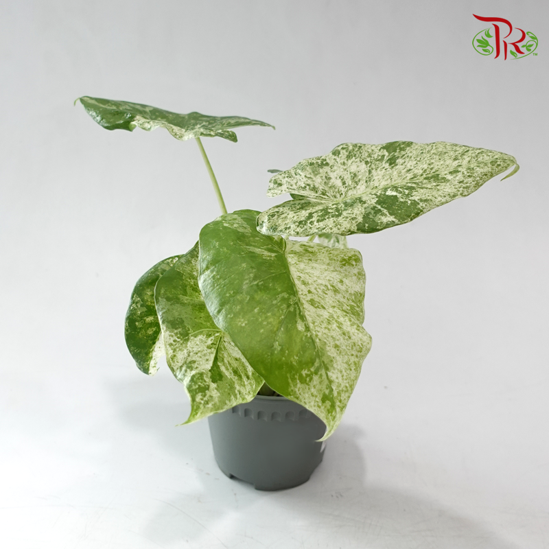 Alocasia Camouflage Variegated P120《斑叶海芋》