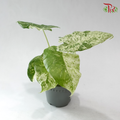 Alocasia Camouflage Variegated P120《斑叶海芋》