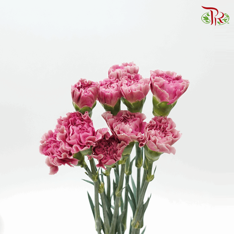 Carnation Dusty Pink- 10 Stems - Pudu Ria Florist