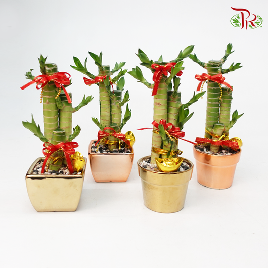 3 In 1 Lotus Bamboo (17cm-18cm) 《荷花竹》-Arrangement-Pudu Ria Florist-prflorist.com.my