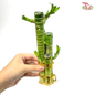 3 In 1 Lotus Bamboo (17cm-18cm) 《荷花竹》-Empty (With no pot)-Pudu Ria Florist-prflorist.com.my