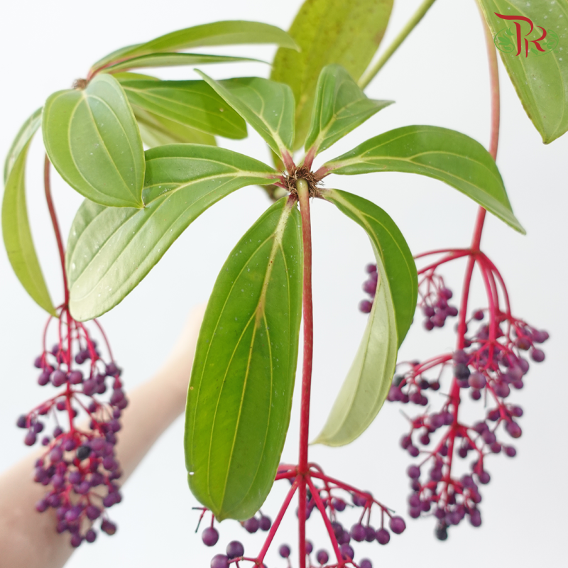 Purple Berry - (Per Stem)