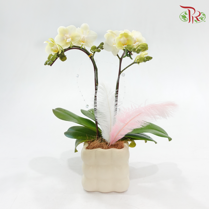 【Gift Series】Infinite Love (Random Choose Orchid Color & Deco)