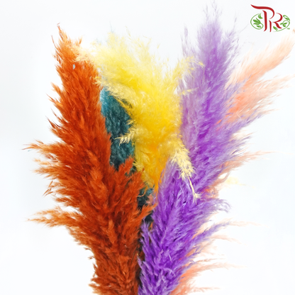 Dry Pampas 100cm - Assorted Colour 03 (5 Stems) - Pudu Ria Florist