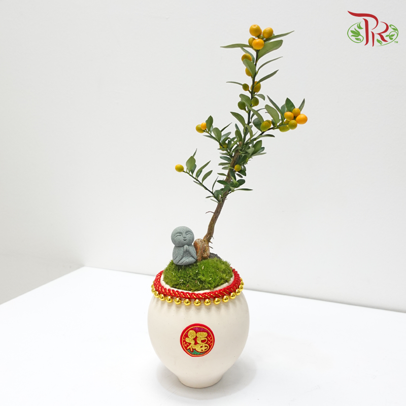 CNY Golden Bean Arrangement in Beige Pot 《蛇抱金豆》(Random Choose Design, Pot & CNY Ornaments)