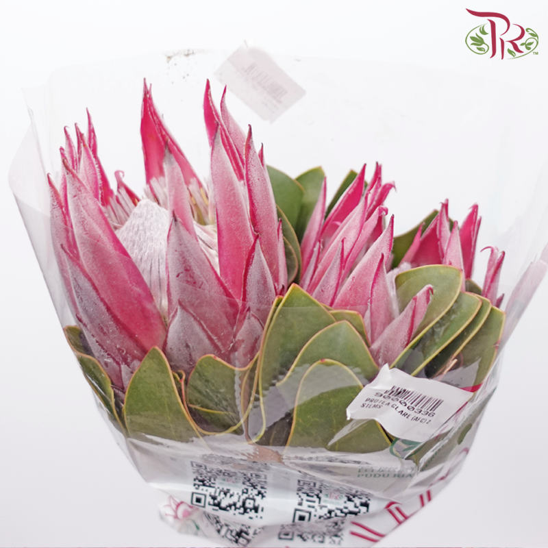 Protea Clare (2 Stems) - Pudu Ria Florist